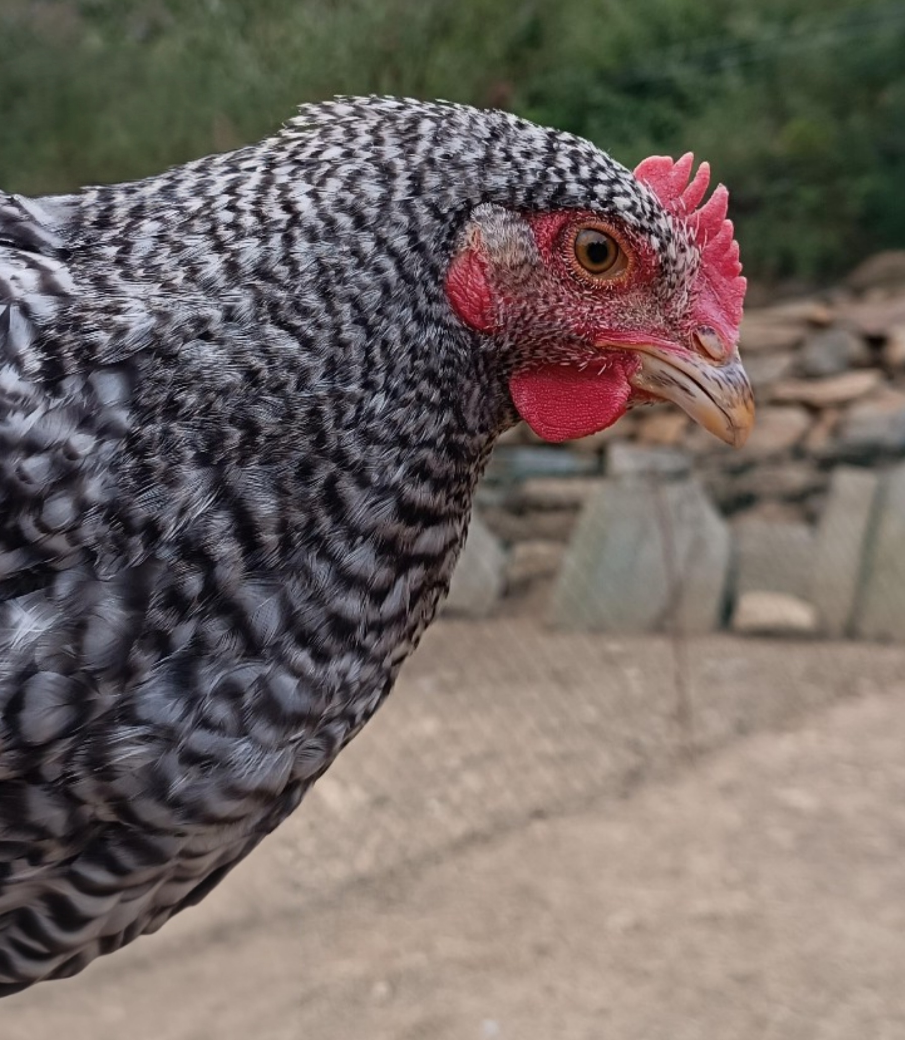 Quante galline servono