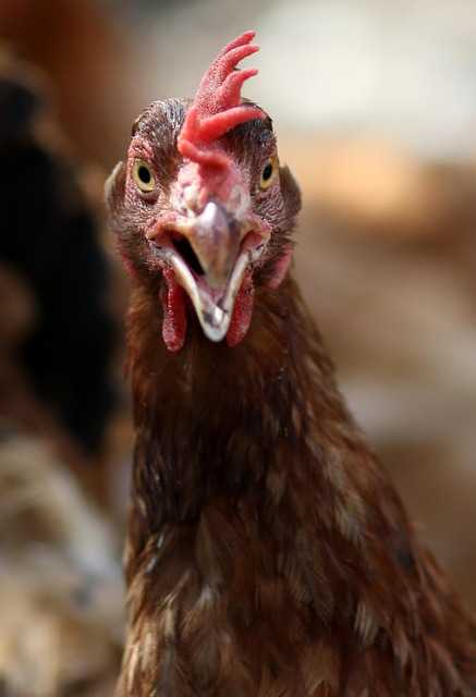 galline non fanno uova